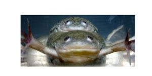 Ciencia respalda: Pesticidas convierten a las ranas macho en hembras