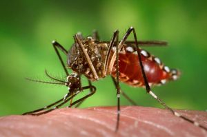 Activista que luchaba para evitar el lanzamiento de mosquitos OGM aparece muerta en piscina de hotel