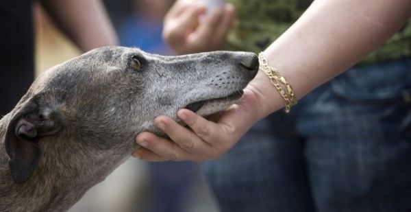 Canadá considera que el sexo con animales no es delito si no hay penetración